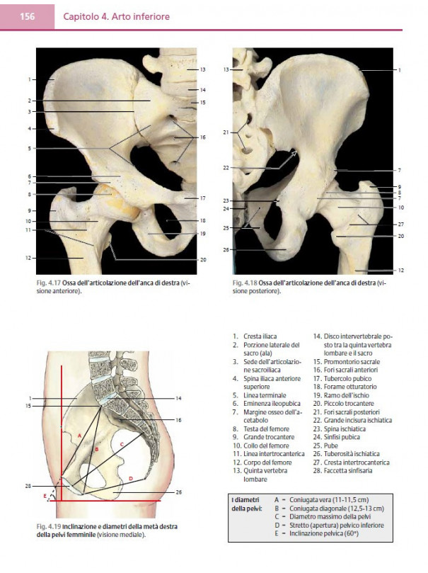 Atlante fotografico di anatomia umana