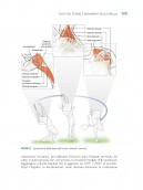 Tennis e anatomia umana