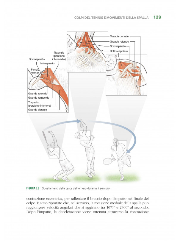 Tennis e anatomia umana