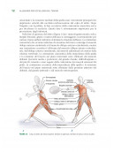 Tennis e anatomia umana