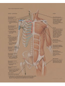 FONDAMENTI di ANATOMIA ARTISTICA