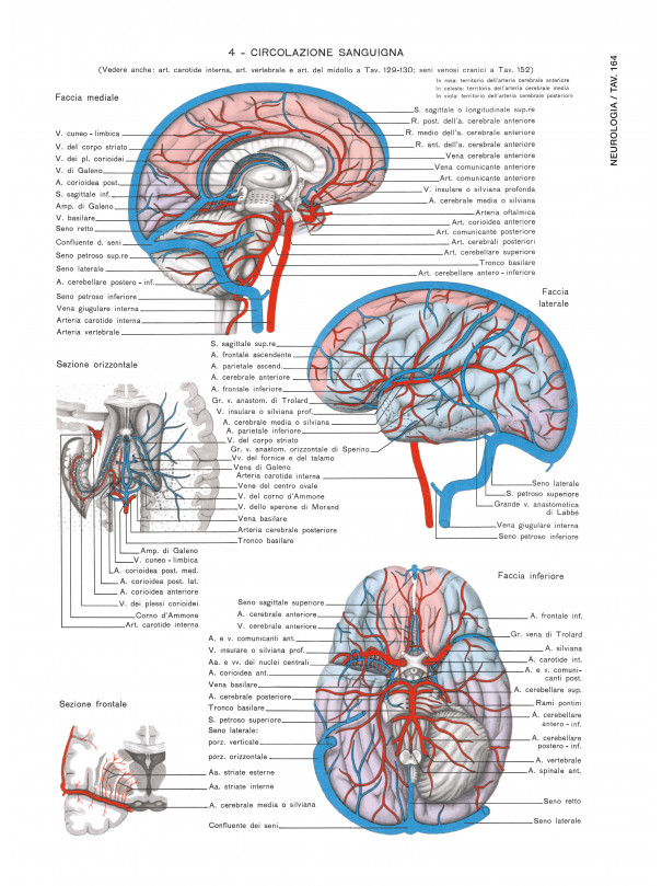 Atlante di ANATOMIA UMANA descrittiva