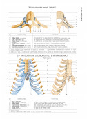 Atlante di ANATOMIA UMANA descrittiva