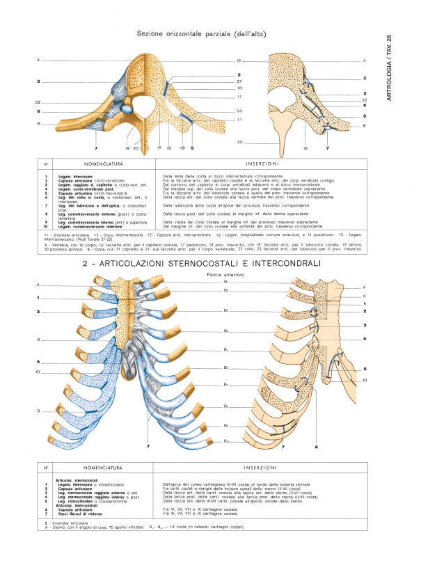 Atlante di ANATOMIA UMANA descrittiva