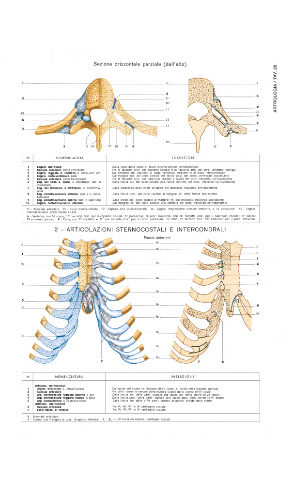 Atlante di Anatomia Umana