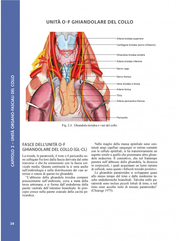 Atlante di anatomia e Fisiologia delle fasce interne