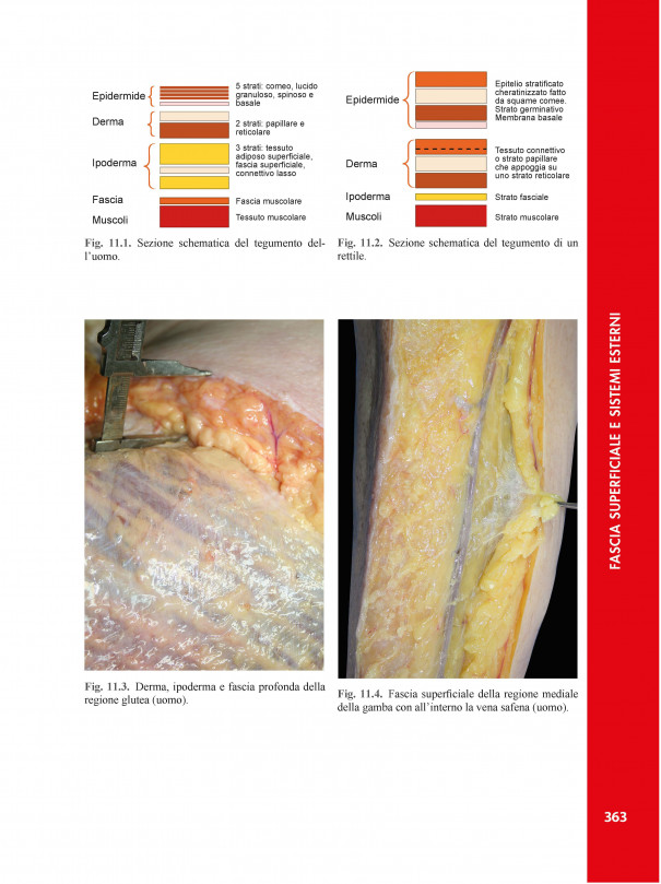 Atlante di anatomia e Fisiologia delle fasce interne