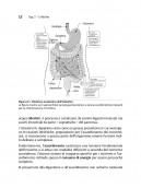 MICROBI NEL NOSTRO INTESTINO: FATTI E MITI