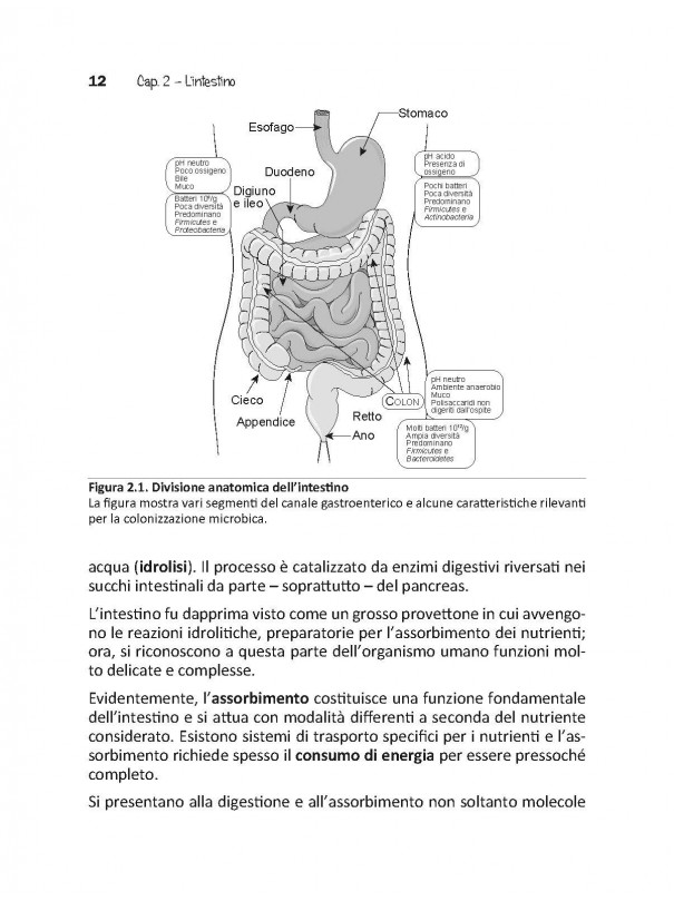 MICROBI NEL NOSTRO INTESTINO: FATTI E MITI