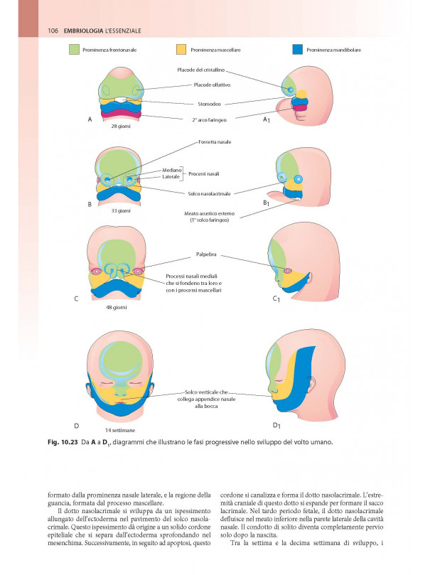 EMBRIOLOGIA L’ESSENZIALE