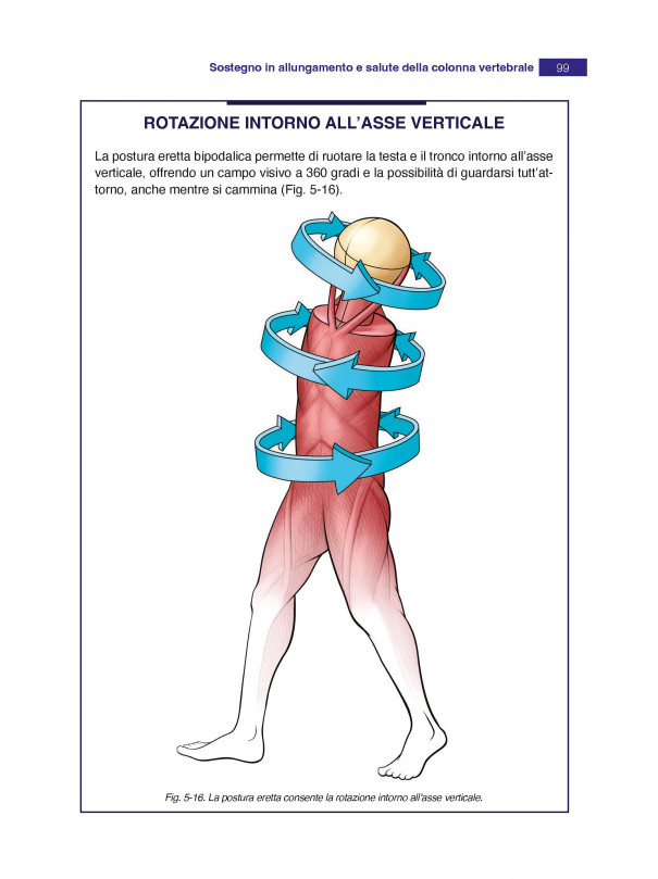 Anatomia in azione: La dinamica del sistema muscolare che crea e sostiene il corpo in movimento