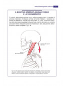 Anatomia in azione: La dinamica del sistema muscolare che crea e sostiene il corpo in movimento