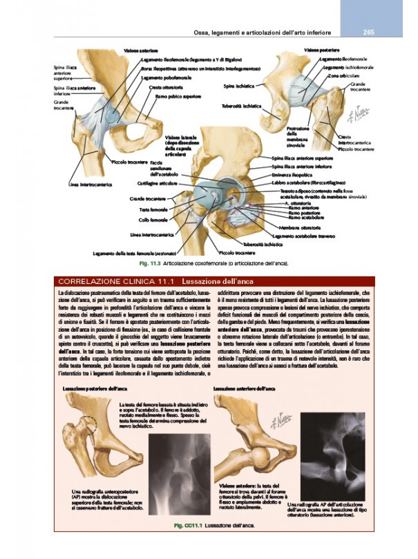 Netter’s Sistema muscoloscheletrico. Anatomia clinica