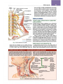 Netter’s Sistema muscoloscheletrico. Anatomia clinica