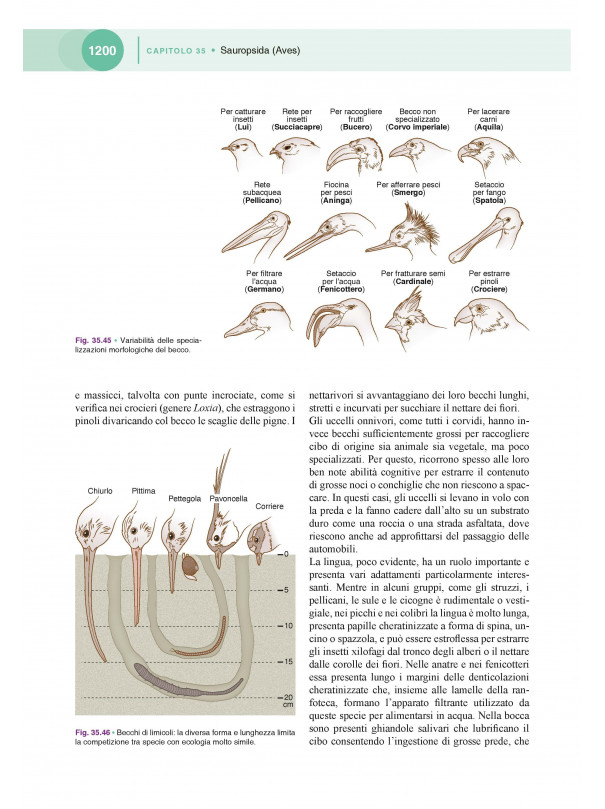 Manuale di Zoologia