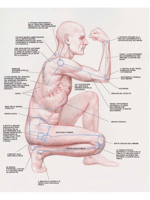 Anatomia artistica della figura umana in movimento