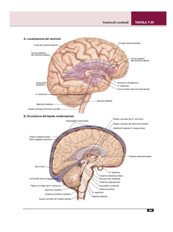 Atlante di anatomia