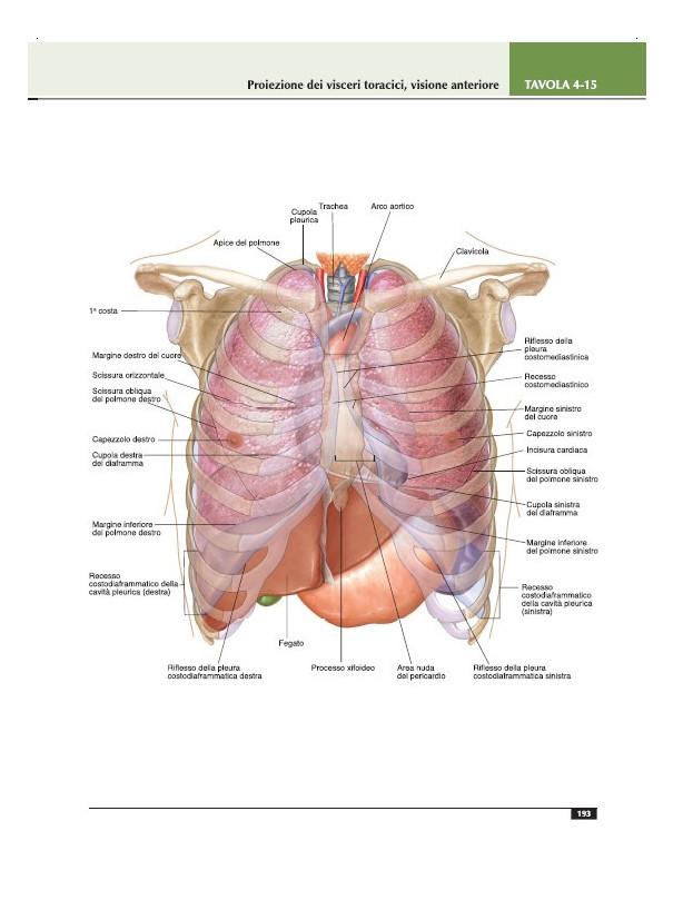 Atlante di anatomia