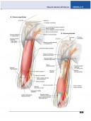 Atlante di anatomia