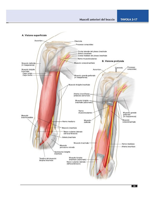 Atlante di anatomia