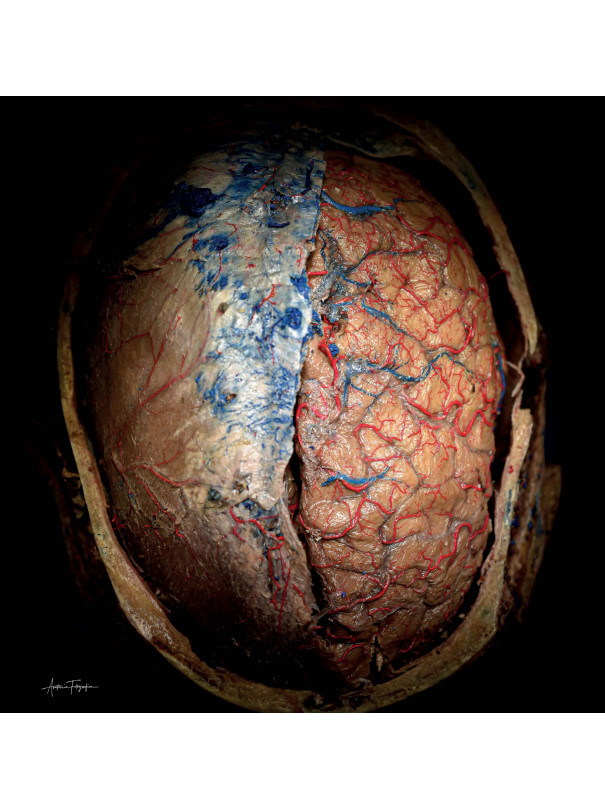 Anatomia Fotografica