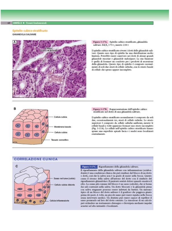 Atlante di Istologia e anatomia microscopica con una prospettiva clinica
