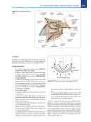 Osteopatia craniosacrale