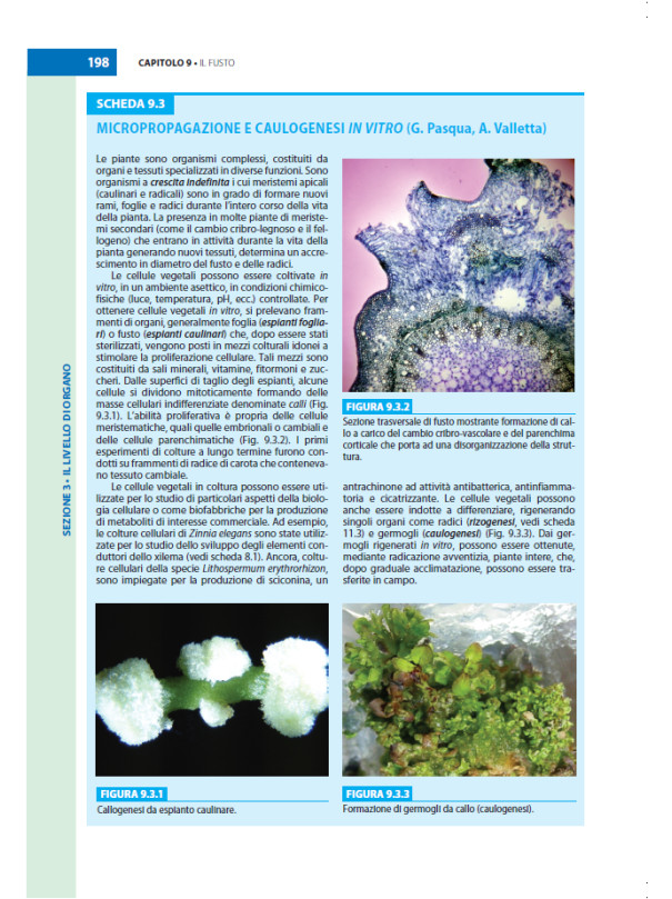 Botanica Generale e Diversità Vegetale