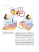 Anatomia & Fisiologia l’essenziale