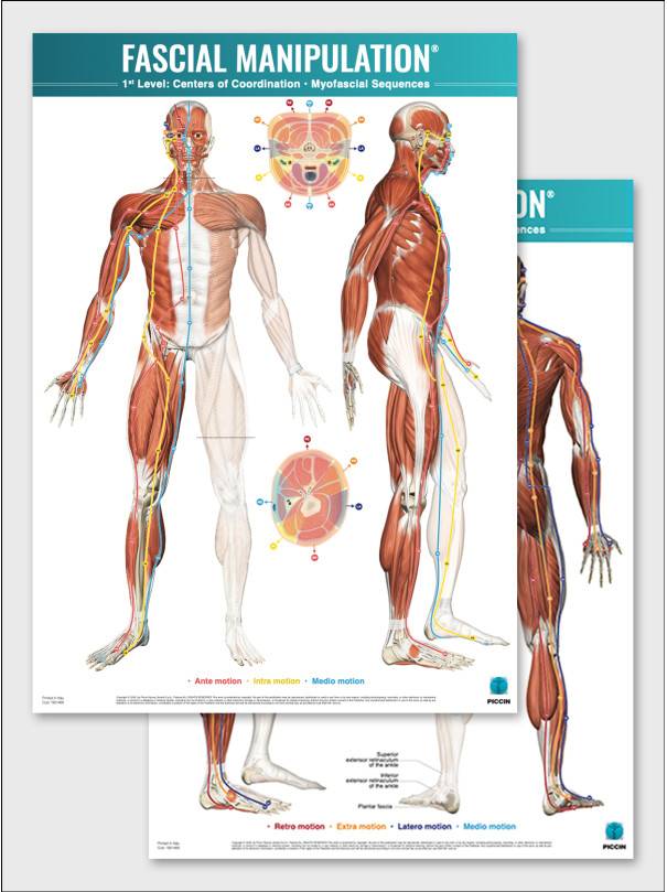 FASCIAL MANIPULATION ® 1st Level Poster: Centers of Coordination • Myofascial Sequences