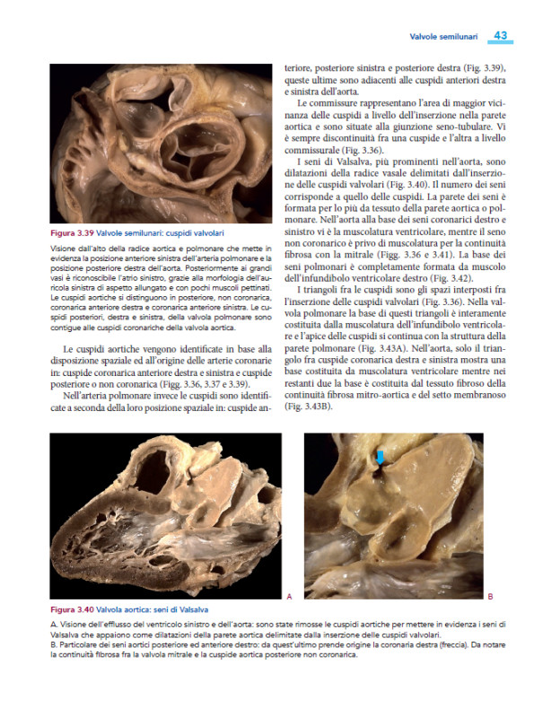 Cardiopatie congenite. Testo Atlante