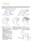 DISEGNARE GLI ANIMALI