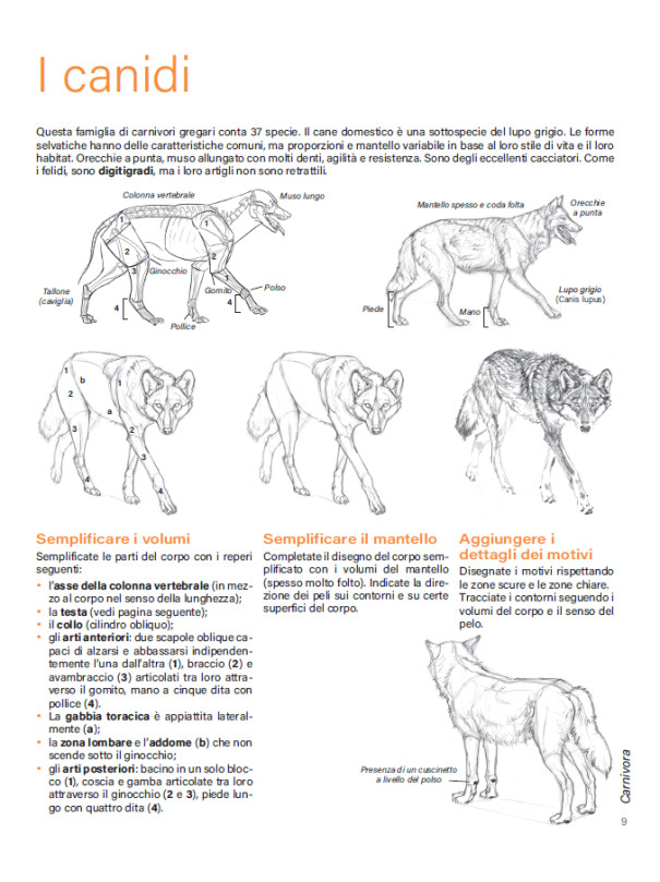 DISEGNARE GLI ANIMALI
