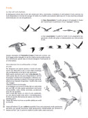 DISEGNARE GLI ANIMALI
