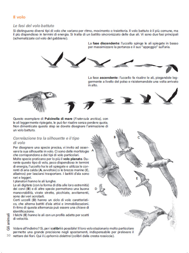 DISEGNARE GLI ANIMALI