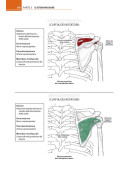 Anatomia muscoloscheletrica da colorare