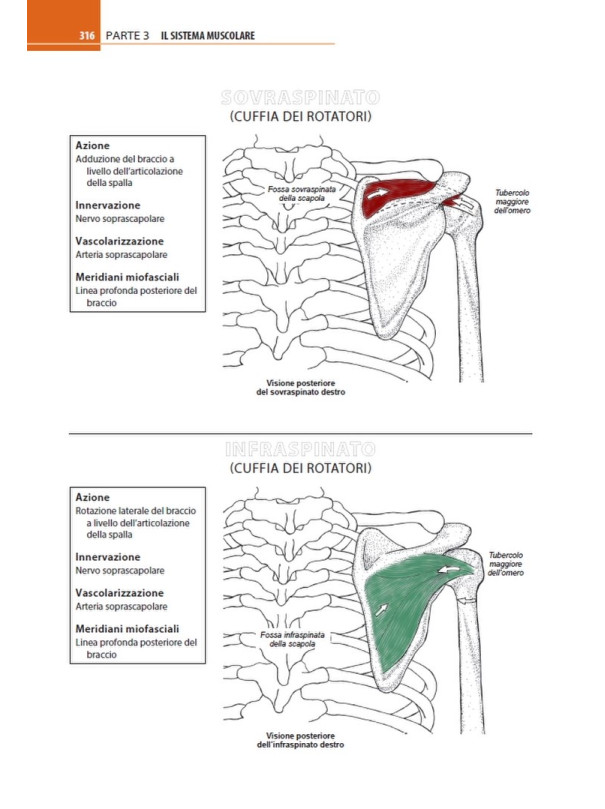 Anatomia muscoloscheletrica da colorare