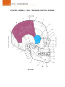 Anatomia muscoloscheletrica da colorare