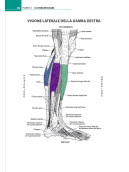 Anatomia muscoloscheletrica da colorare